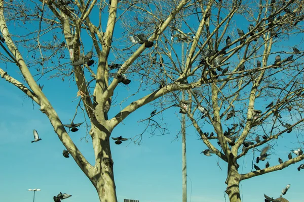 Pombos sentados no galho da árvore — Fotografia de Stock
