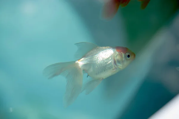 Colorful fish swimming in aquarium — Stock Photo, Image