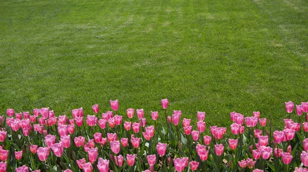  Renkli Lale Çiçek bahçesinde bir arka plan olarak