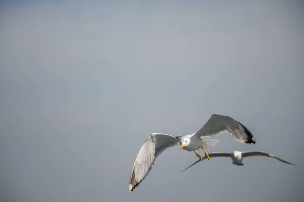 Twee meeuwen vliegen in een hemel — Stockfoto