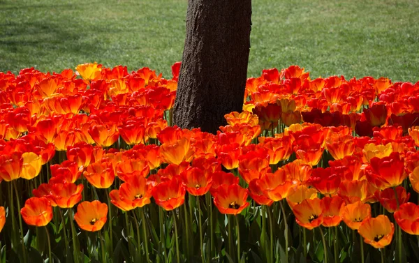 Tulipani che fioriscono intorno al tronco d'albero — Foto Stock