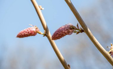 Renkli görüntü vahşi bahar çiçek çiçeklenme
