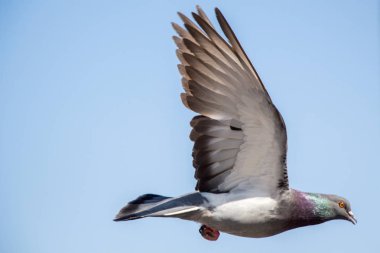 Havada uçan tek güvercin 