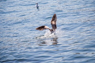 Deniz suyundaki tek martı