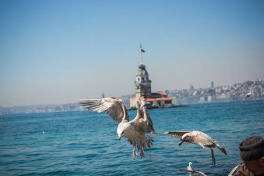 Martı bir kız Kulesi ile gökyüzünde