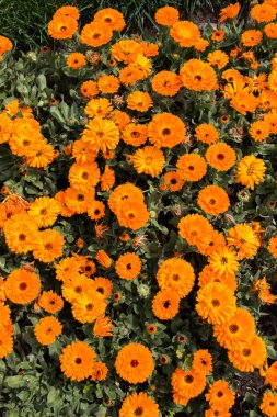 Arka plan olarak çiçek açan çiçekler