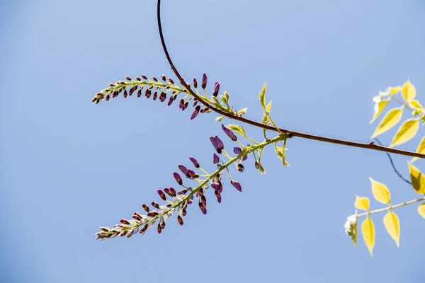 Fiori fioriscono in primavera sugli alberi — Foto Stock