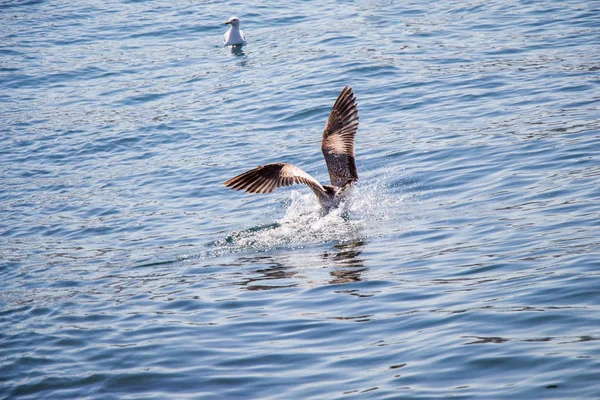 Deniz suyundaki tek martı