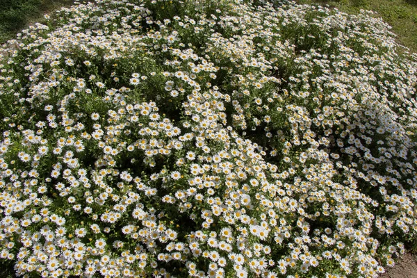 Blommande blommor som bakgrund — Stockfoto