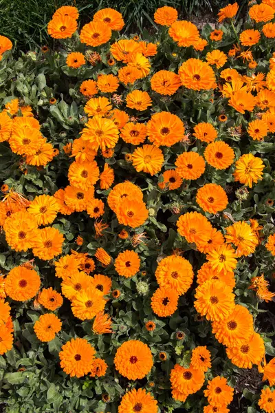 Arka plan olarak çiçek açan çiçekler