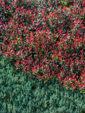 Bahar mevsiminin yeşil yaprakları