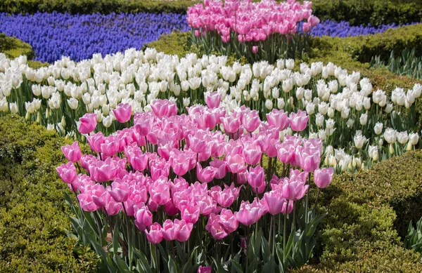 Красочные цветы тюльпана в саду — стоковое фото