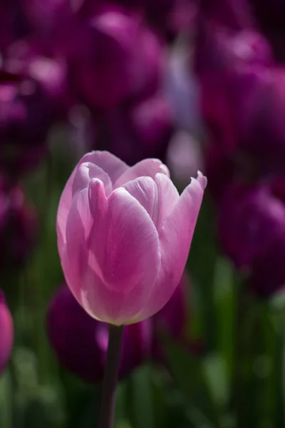 Einzelne Tulpenblüte im Frühling — Stockfoto