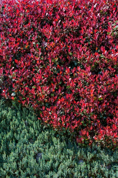 Arka plan olarak baharın yeşil yaprakları — Stok fotoğraf