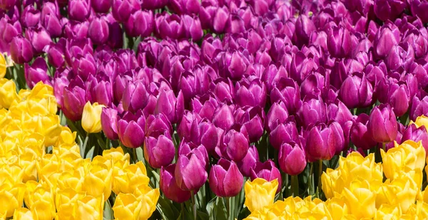 Tulipani in fiore in primavera — Foto Stock