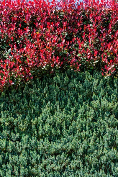 Bahar mevsiminin yeşil yaprakları