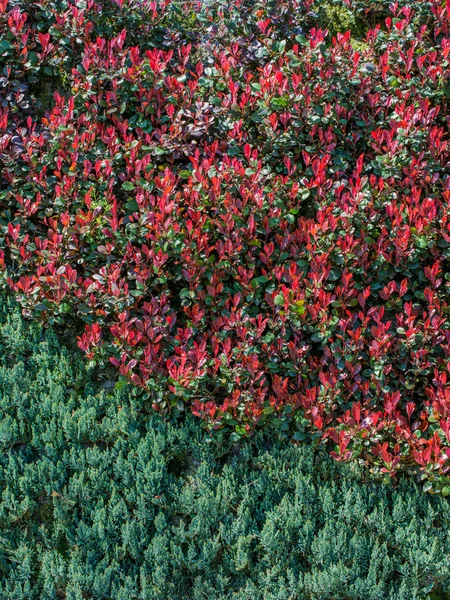 Green Leaves Spring Season — Stock Photo, Image