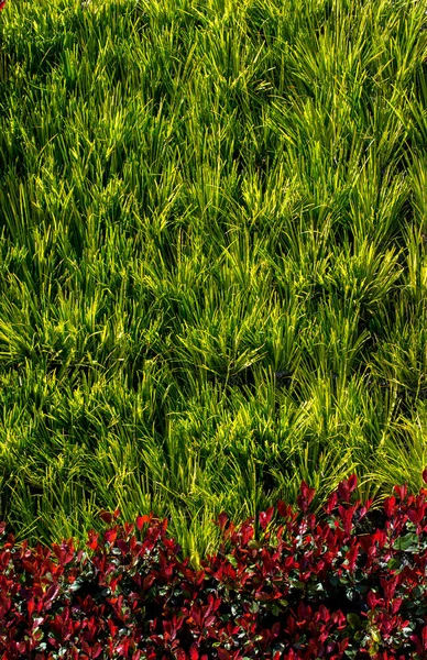 Grüne Blätter Der Frühlingssaison — Stockfoto