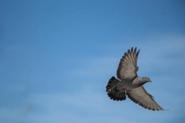 Pigeon Unique Dans Les Airs Avec Les Ailes Grandes Ouvertes — Photo