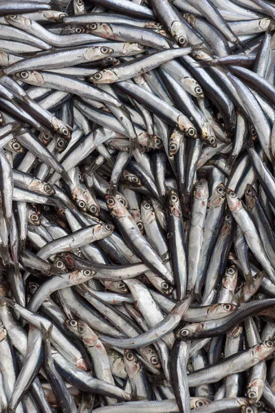 Fresco per la vendita al mercato del pesce — Foto Stock