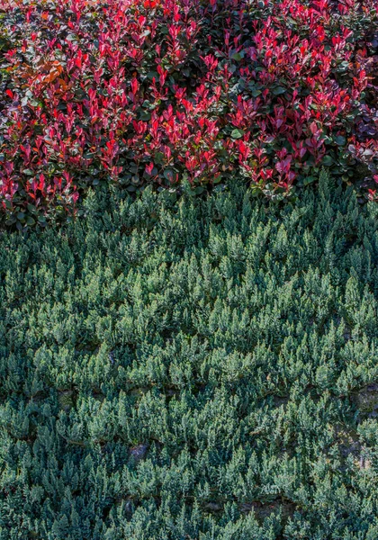 Hojas verdes de la primavera como fondo —  Fotos de Stock