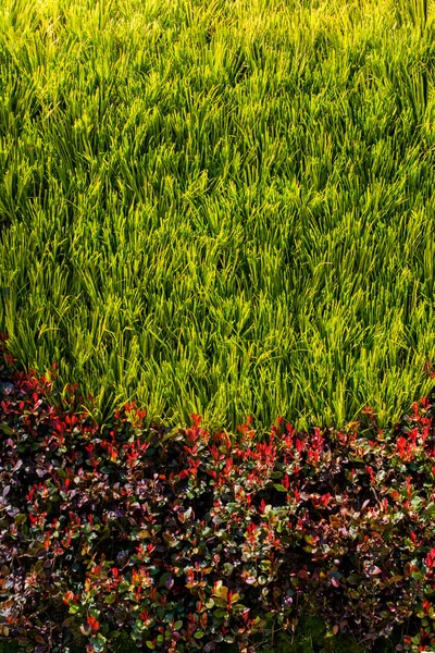 Hojas verdes de la primavera como fondo —  Fotos de Stock