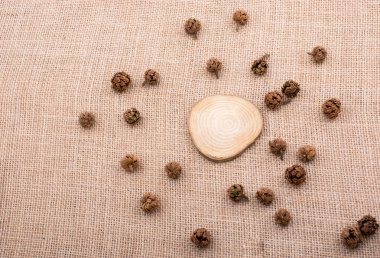 Bakla, kapsül ortasında ahşap bir parça ile  