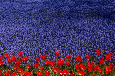 Arka plan olarak çiçek açan çiçekler