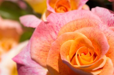 Yakından bakınca güzel taze güller.