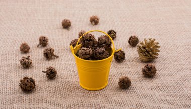 Kahverengi pod, kapsül ve tuval üzerine kova çevresinde  