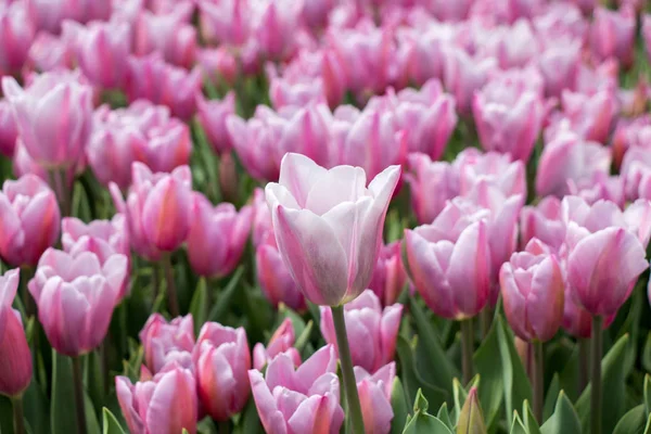 Kwitną kwiaty tulipan różowy kolor — Zdjęcie stockowe