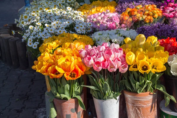 Tulipas florescendo na primavera — Fotografia de Stock