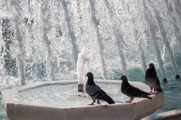 Pombos da cidade ao lado da fonte — Fotografia de Stock