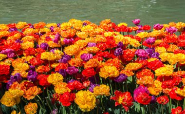 İlkbaharda açan laleler 