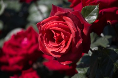 Yakından bakınca güzel taze güller.