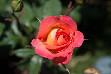 Güzel renkli gül çiçek