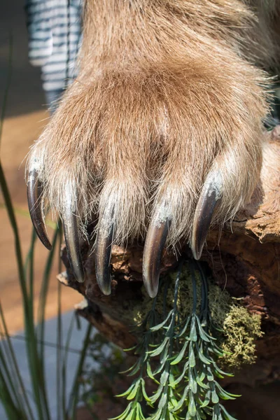 Boz ayı Pençesi ile keskin pençeleri 