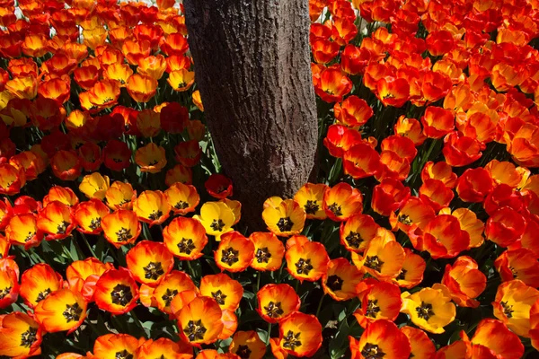 Orangefarbene Tulpenblüten im Garten — Stockfoto