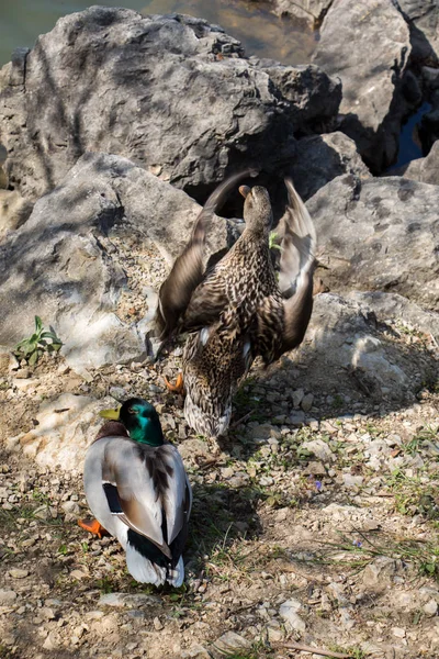 Pato selvagem ao lado da lagoa — Fotografia de Stock