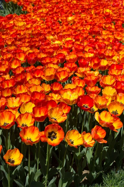 Bunte Tulpenblüten als Hintergrund im Garten — Stockfoto