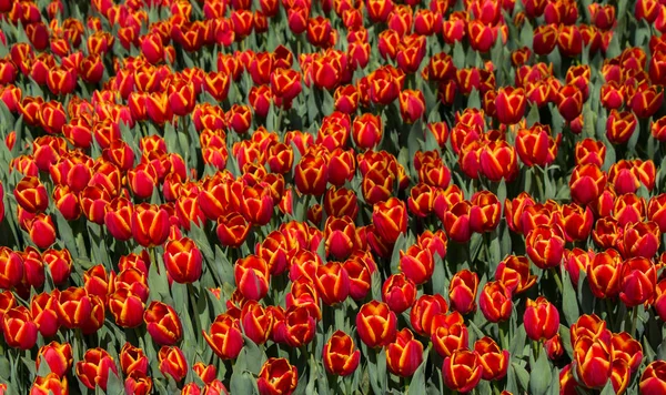 Красочные цветы тюльпана как фон в саду — стоковое фото