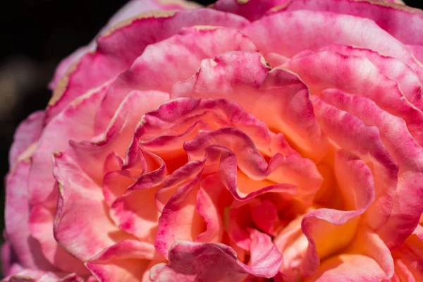 Belas rosas frescas em vista de perto — Fotografia de Stock