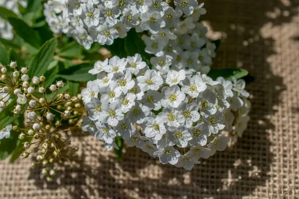 Coloridas flores de primavera sobre lienzo — Foto de Stock