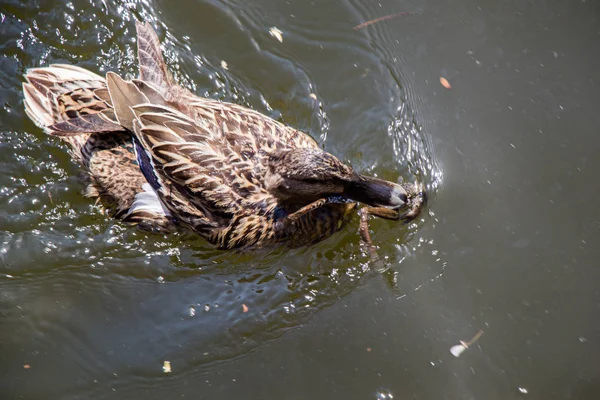 Yaban ördeği gölette yüzüyor