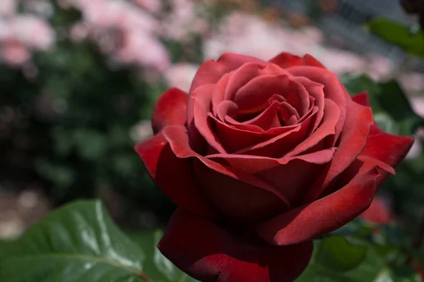 Belle fleur de rose colorée — Photo