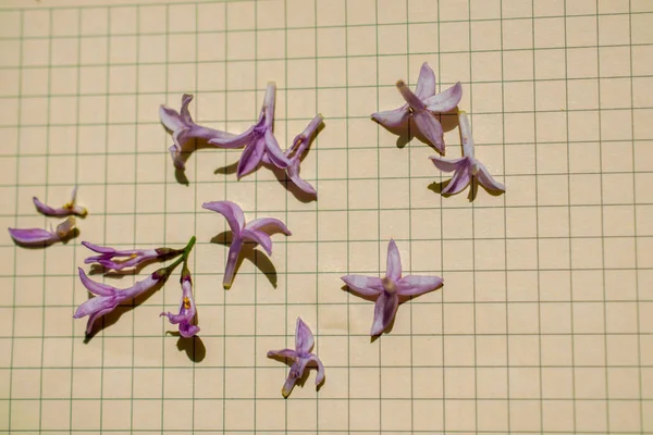 Pétales de fleurs sur fond de papier — Photo