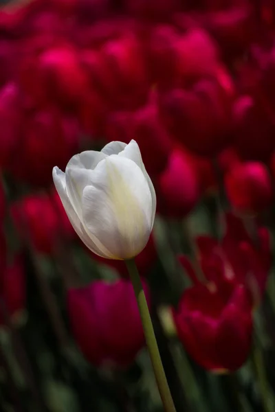 Flor de tulipa única na temporada de primavera — Fotografia de Stock