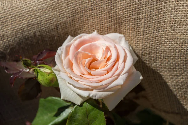 美丽的玫瑰与帆布背景 — 图库照片