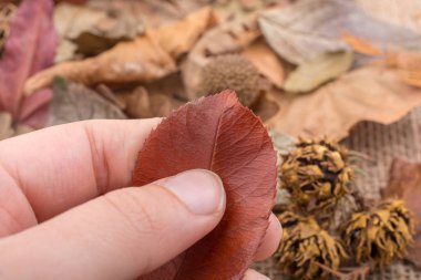 Yeşil yaprak elinde Kuru 