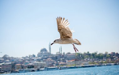 Martı Camii arka planı olan bir gökyüzünde